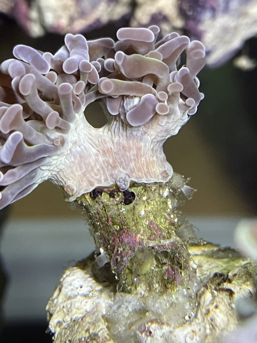 Clear things on coral | Reef2Reef