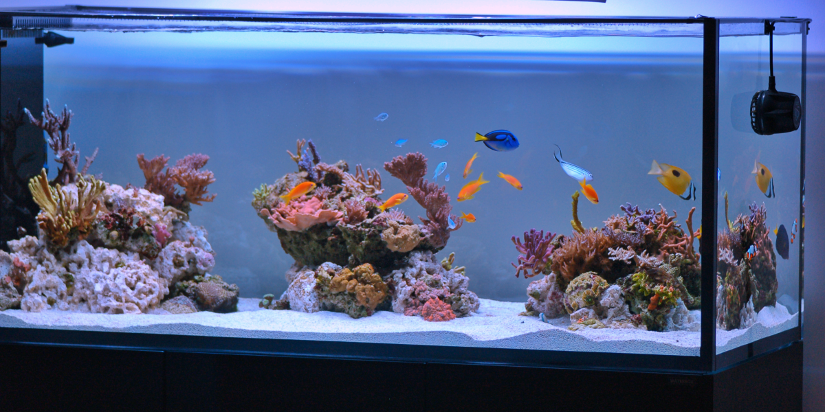 REEF OF THE MONTH - September 2024: SunnyX's Beautiful Bacteria-Powered ...