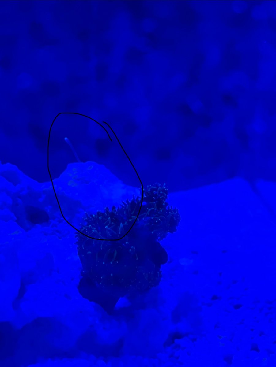 AIO Build - So it begins- My Fluval 32.5 Reef tank | Reef2Reef