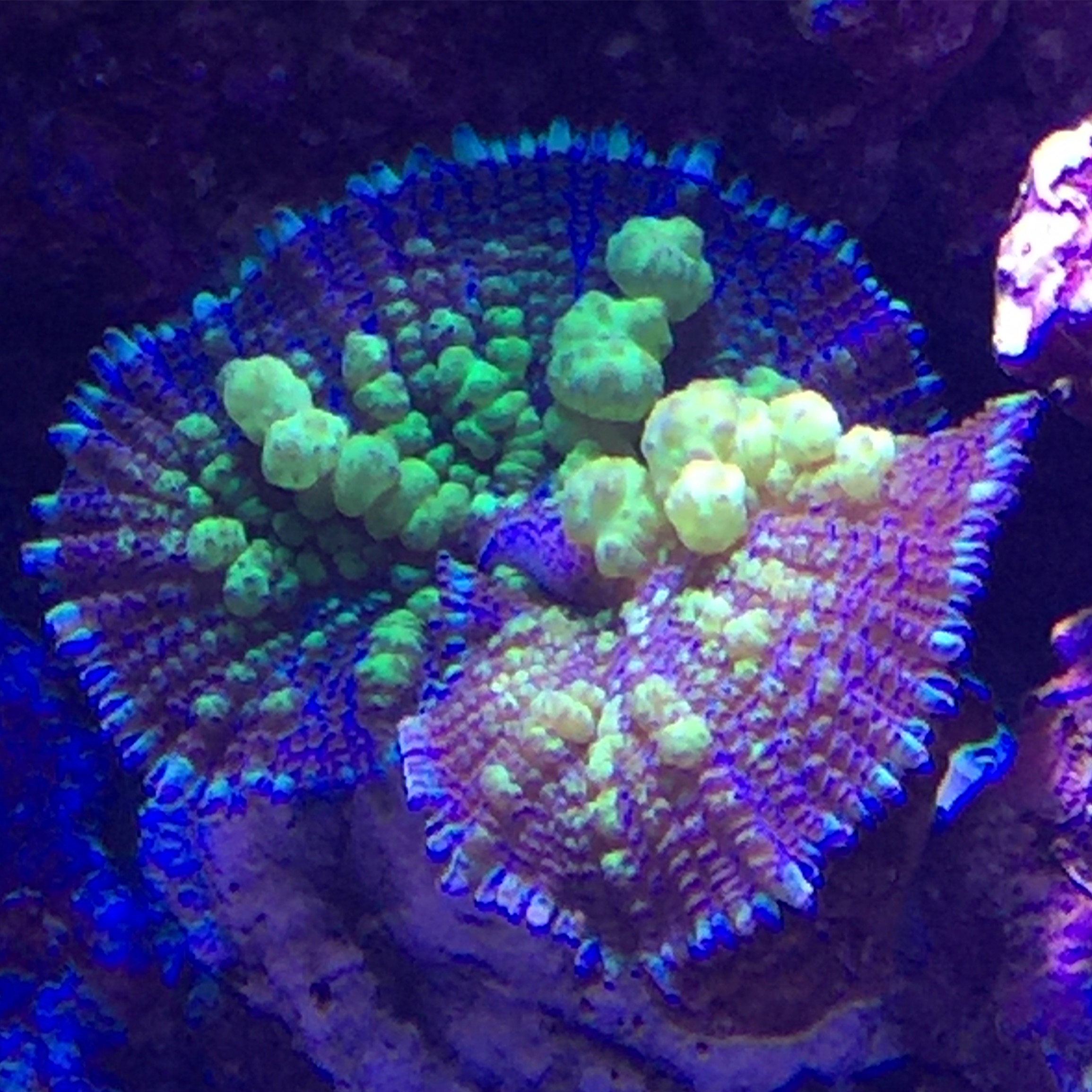 Bounce mushroom eating itself | REEF2REEF Saltwater and Reef Aquarium Forum