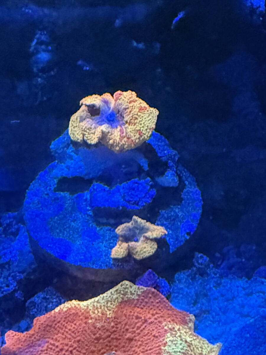 IMG_1296.jpeg