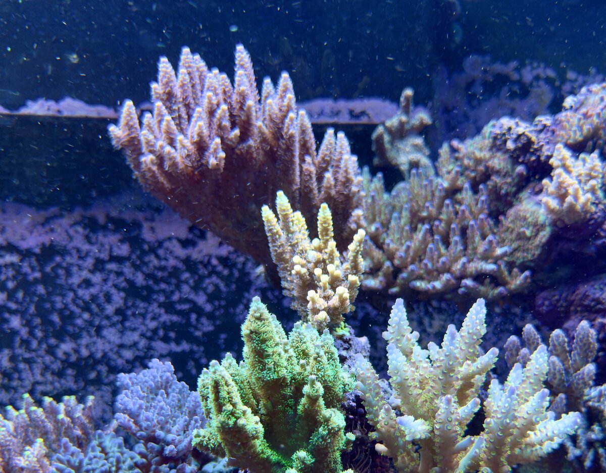 IMG_1299.jpeg