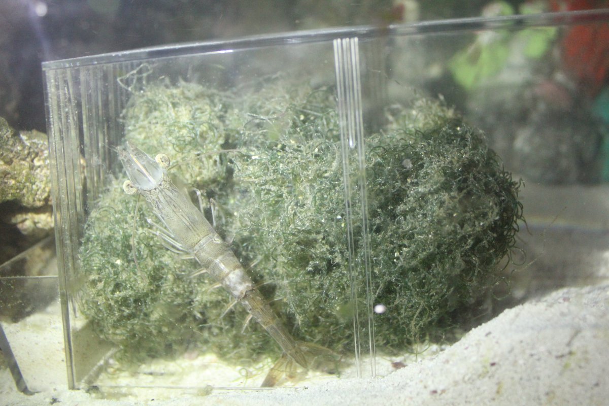 Luckiest Feeder Shrimp Ever Reef2reef Saltwater And Reef
