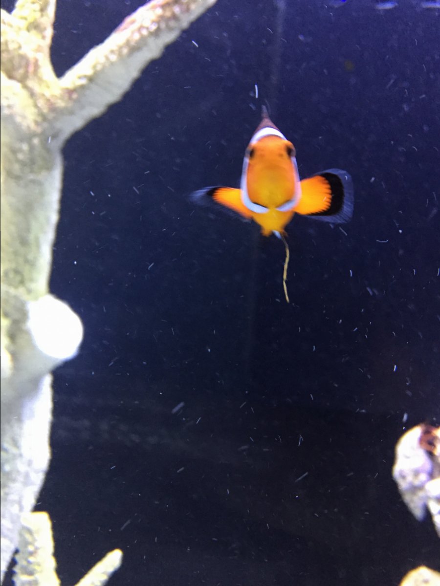 Clown fish string hanging from stomach