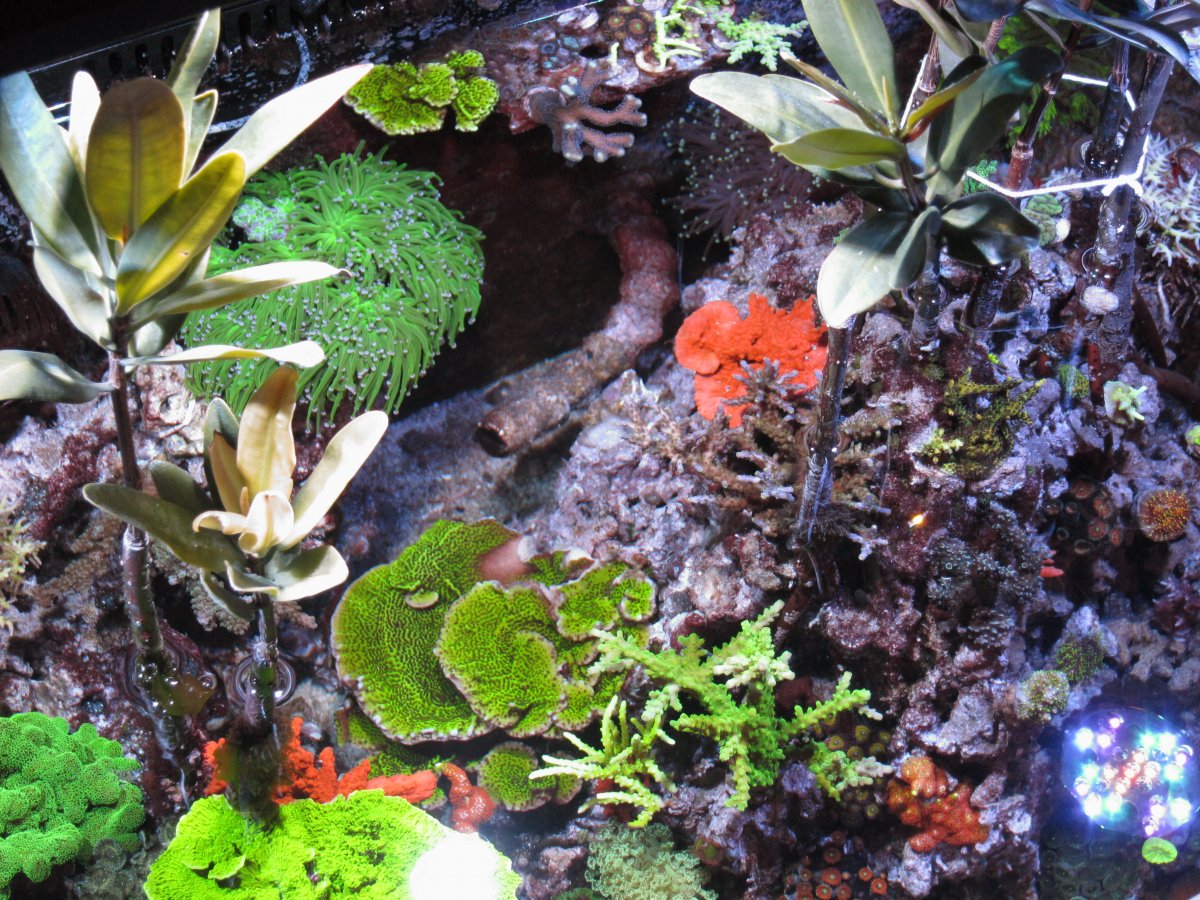 Build Thread - Miles's 150gal open top mixed reef, pic heavy, mangroves ...