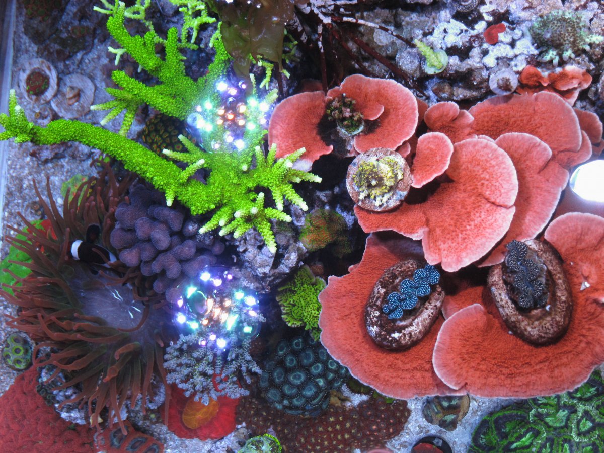 Build Thread - Miles's 150gal open top mixed reef, pic heavy, mangroves ...