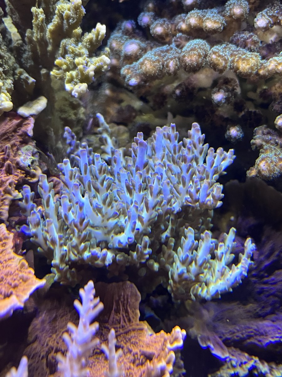 IMG_1313.jpeg