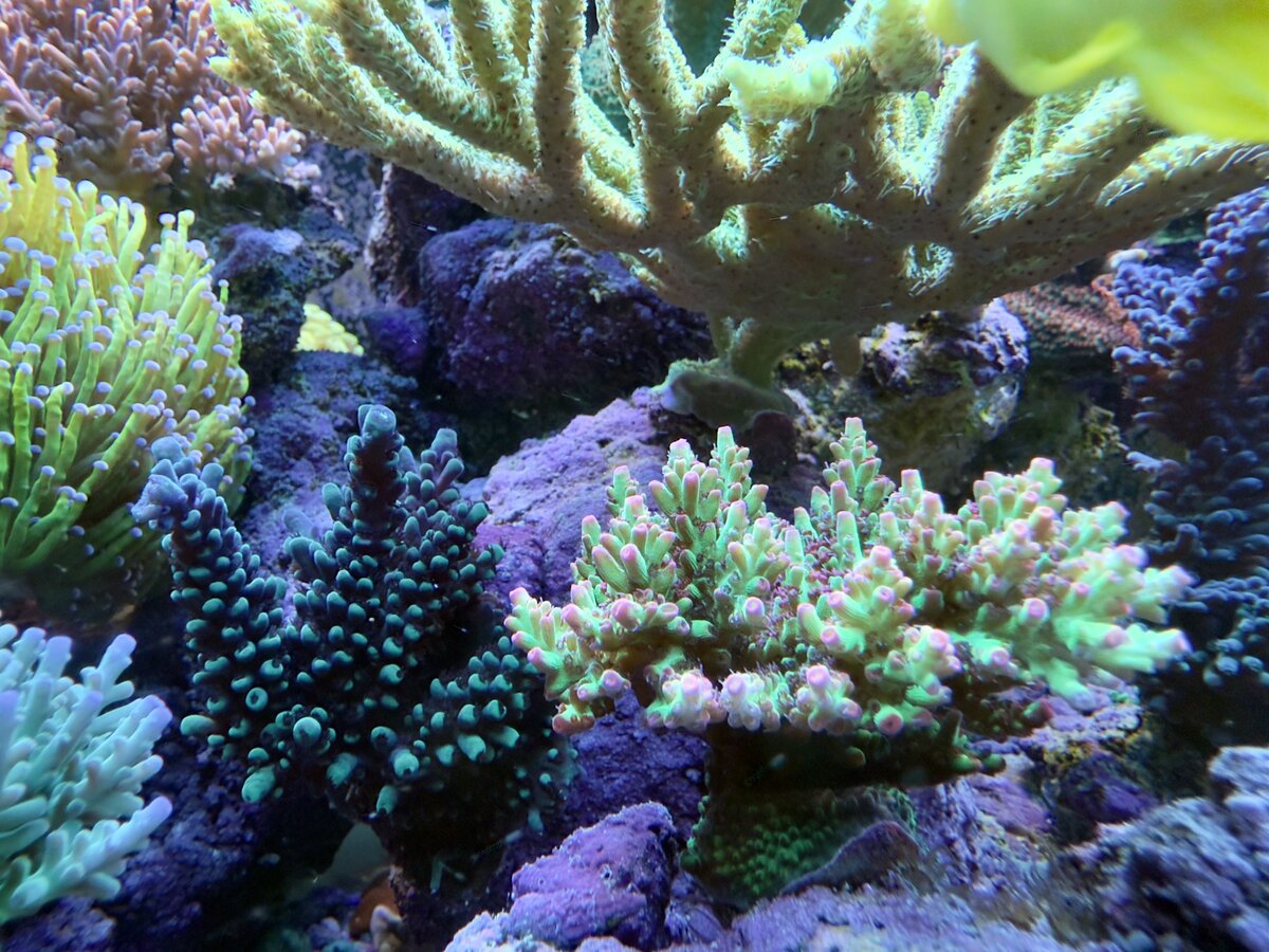 IMG_1313.jpeg