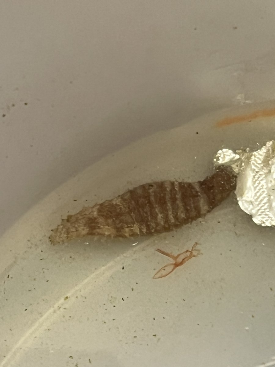 What is this a slug? | Reef2Reef