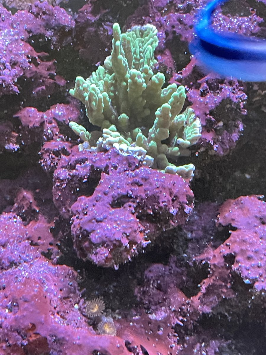 Can’t beat cyano all year | Reef2Reef