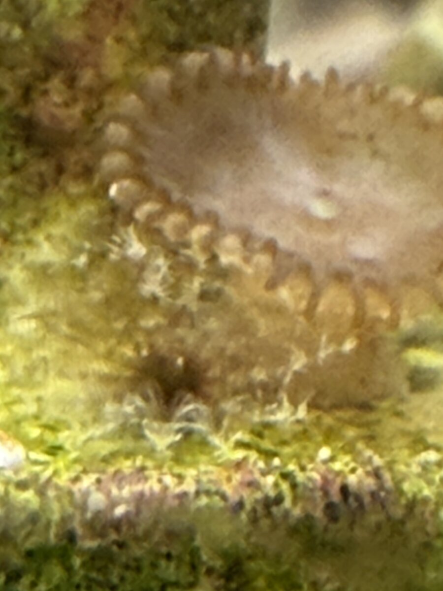 IMG_1350.jpeg