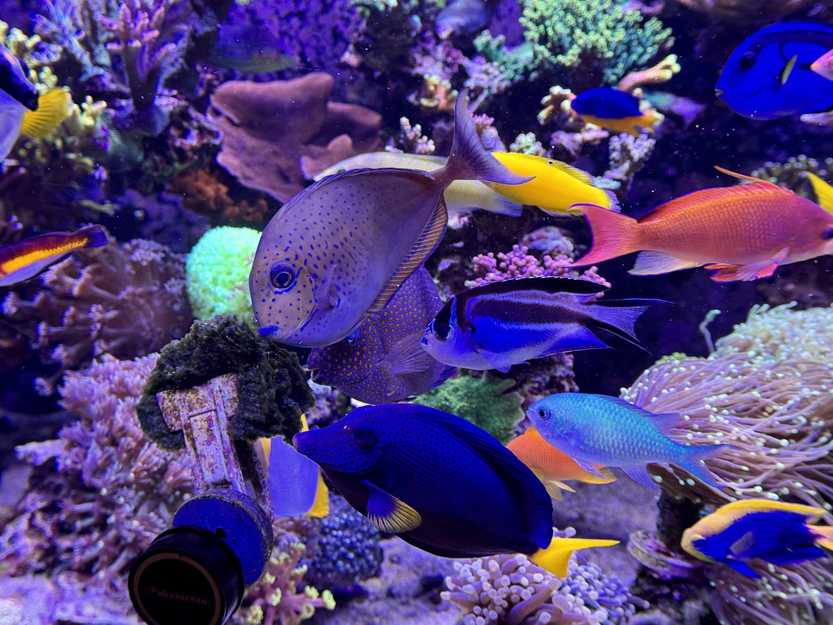 Reef Spotlight - REEF OF THE MONTH JANUARY 2026 - Rice's SPS