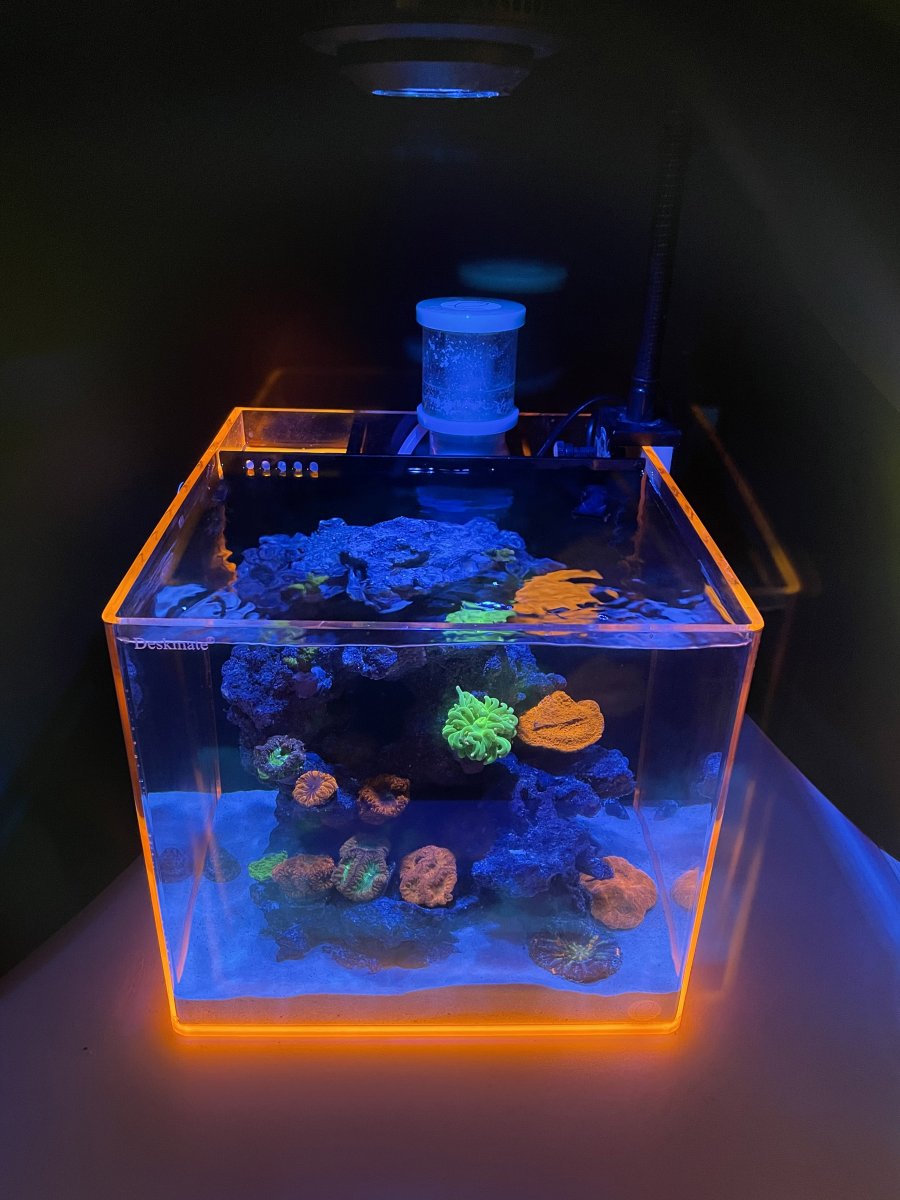 DESKMATE Gallery REEF2REEF Saltwater and Reef Aquarium Forum
