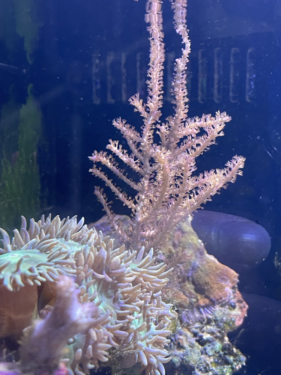 IMG_1375.jpeg