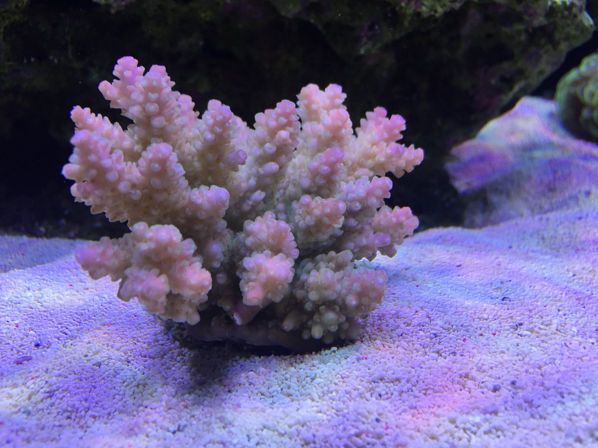 IMG_1386.jpg