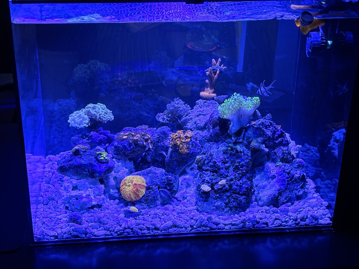 Nano Build - Indiana Reefin’s Waterbox 25 Peninsula | Reef2Reef