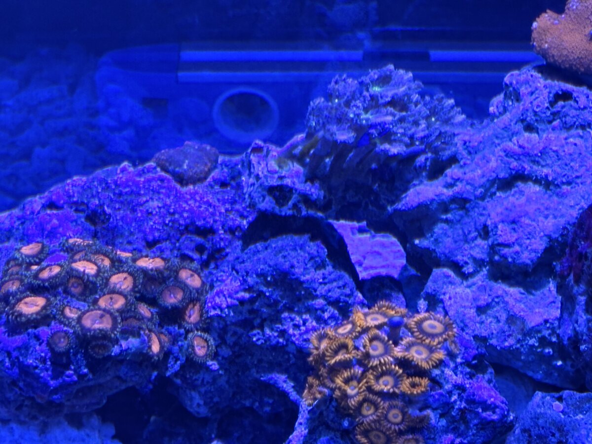 Nano Build - Indiana Reefin’s Waterbox 25 Peninsula | Reef2Reef