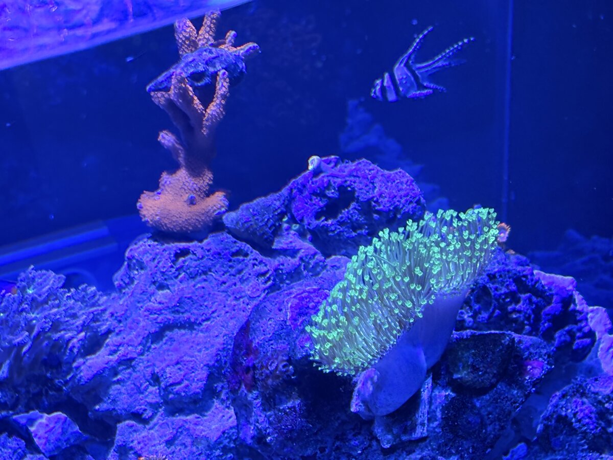 Nano Build - Indiana Reefin’s Waterbox 25 Peninsula | Reef2Reef