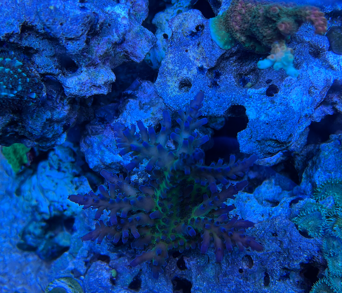 IMG_1401.png
