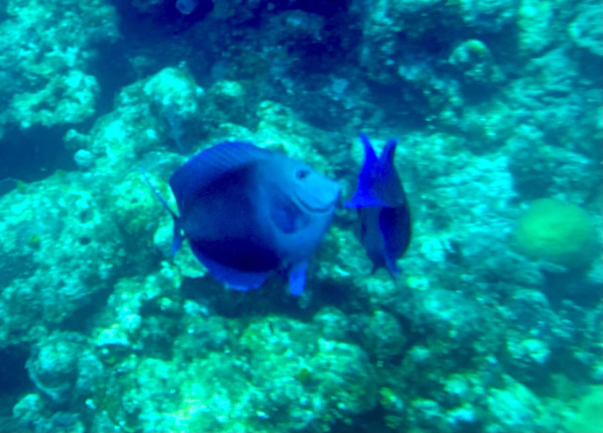 Roatan trip: Photography, videos, spots, etc | Page 4 | Reef2Reef