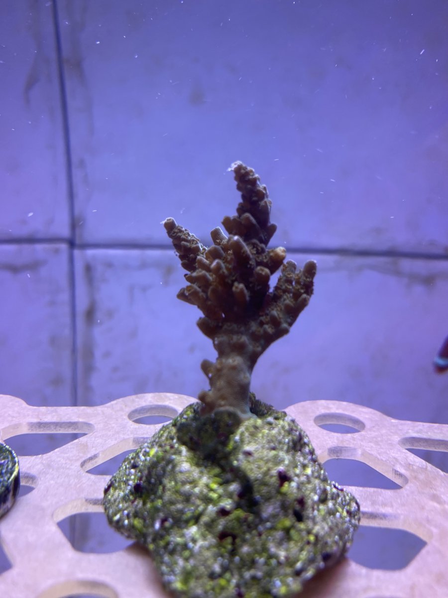 IMG_1418.jpeg
