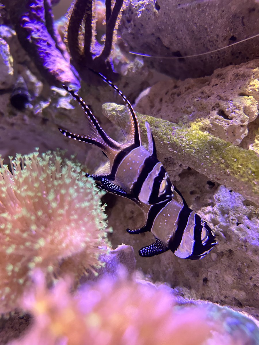 Build Thread - Reefer 350 Peninsula (73gal) began 4/13/23 | Reef2Reef