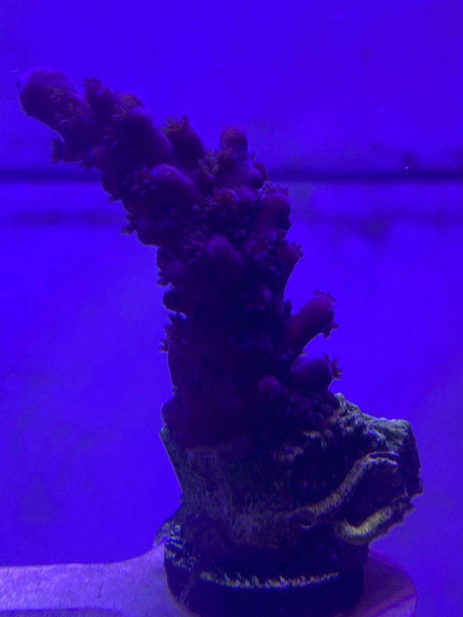 IMG_1424.jpeg