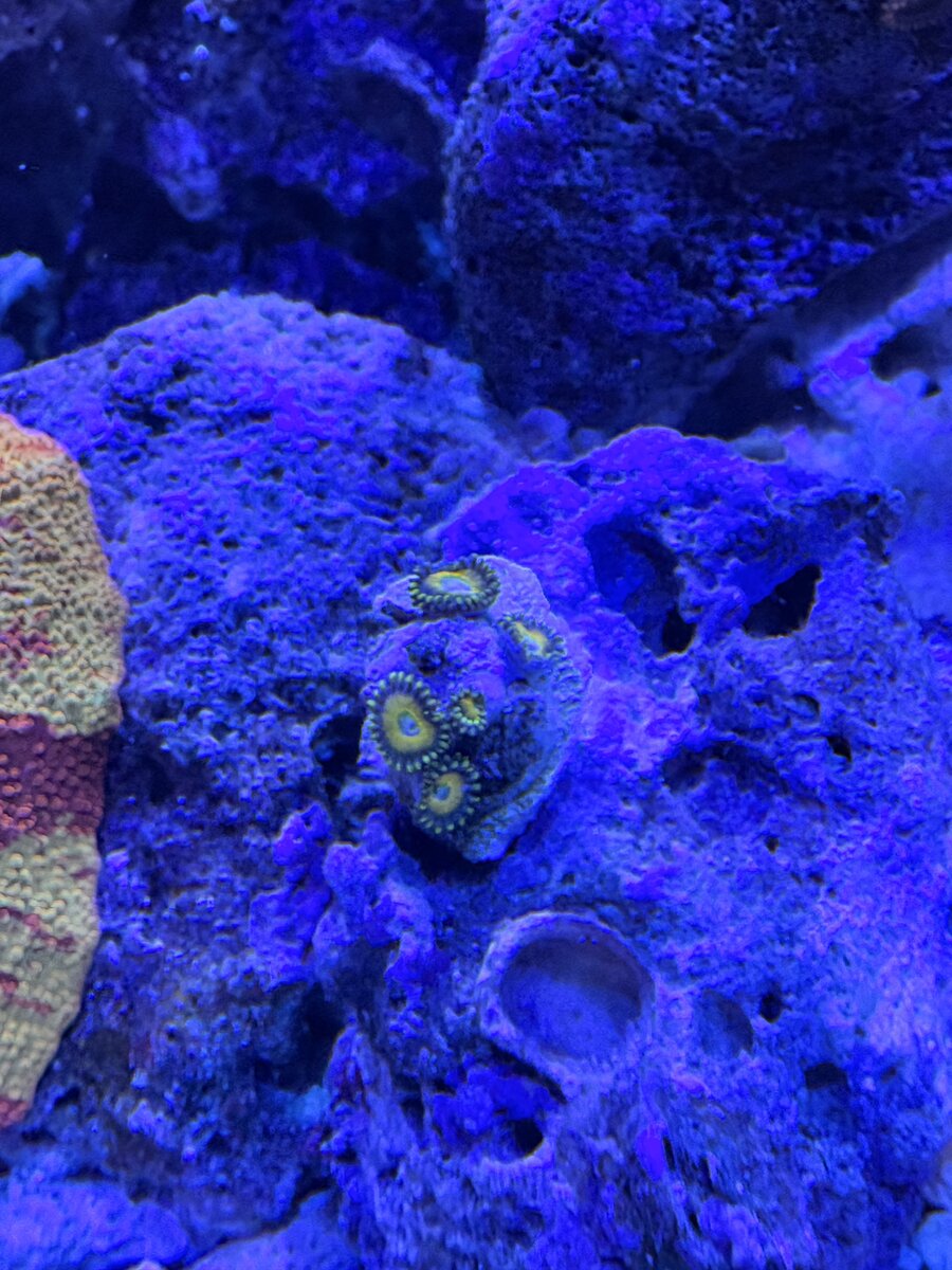 Nano Build - Indiana Reefin’s Waterbox 25 Peninsula | Reef2Reef
