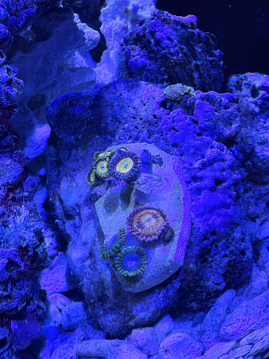 Nano Build - Indiana Reefin’s Waterbox 25 Peninsula | Reef2Reef