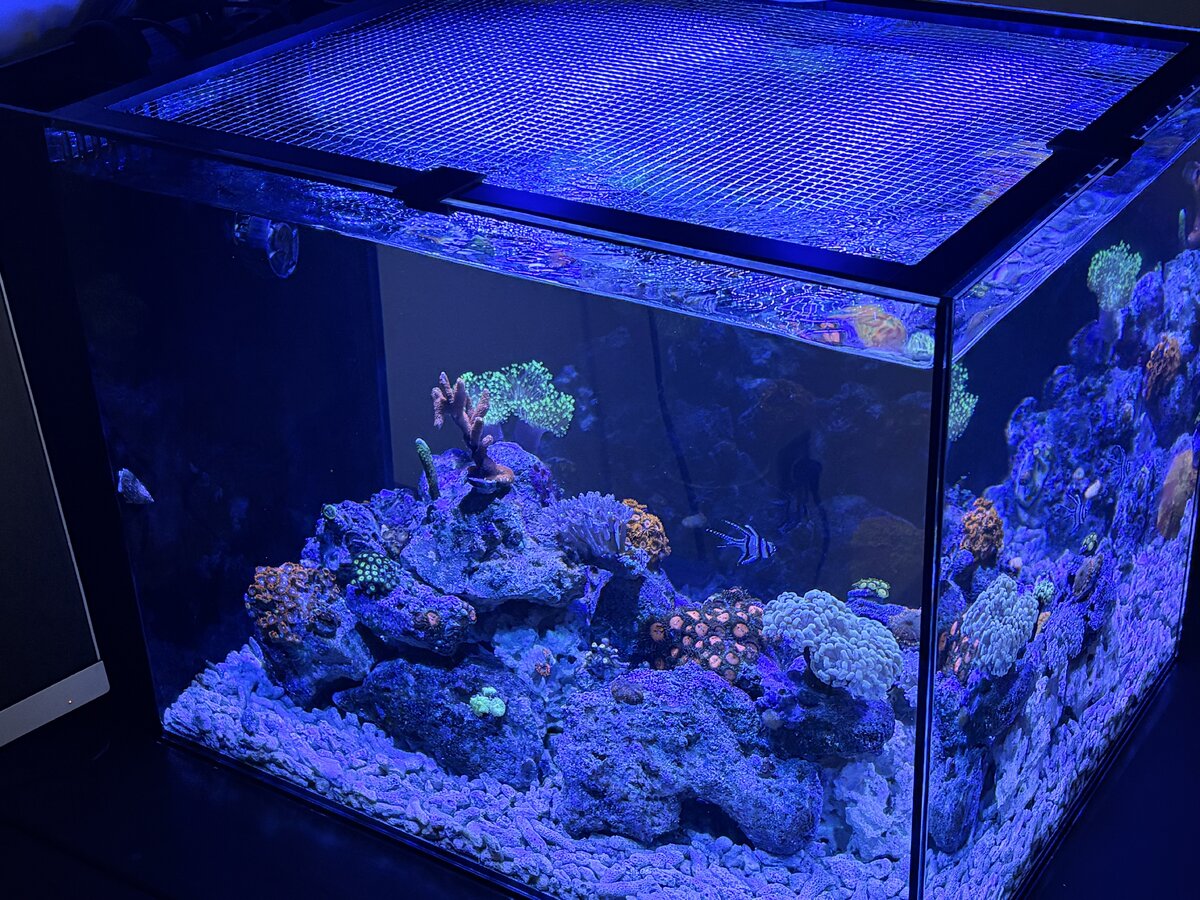 Nano Build - Indiana Reefin’s Waterbox 25 Peninsula | Reef2Reef