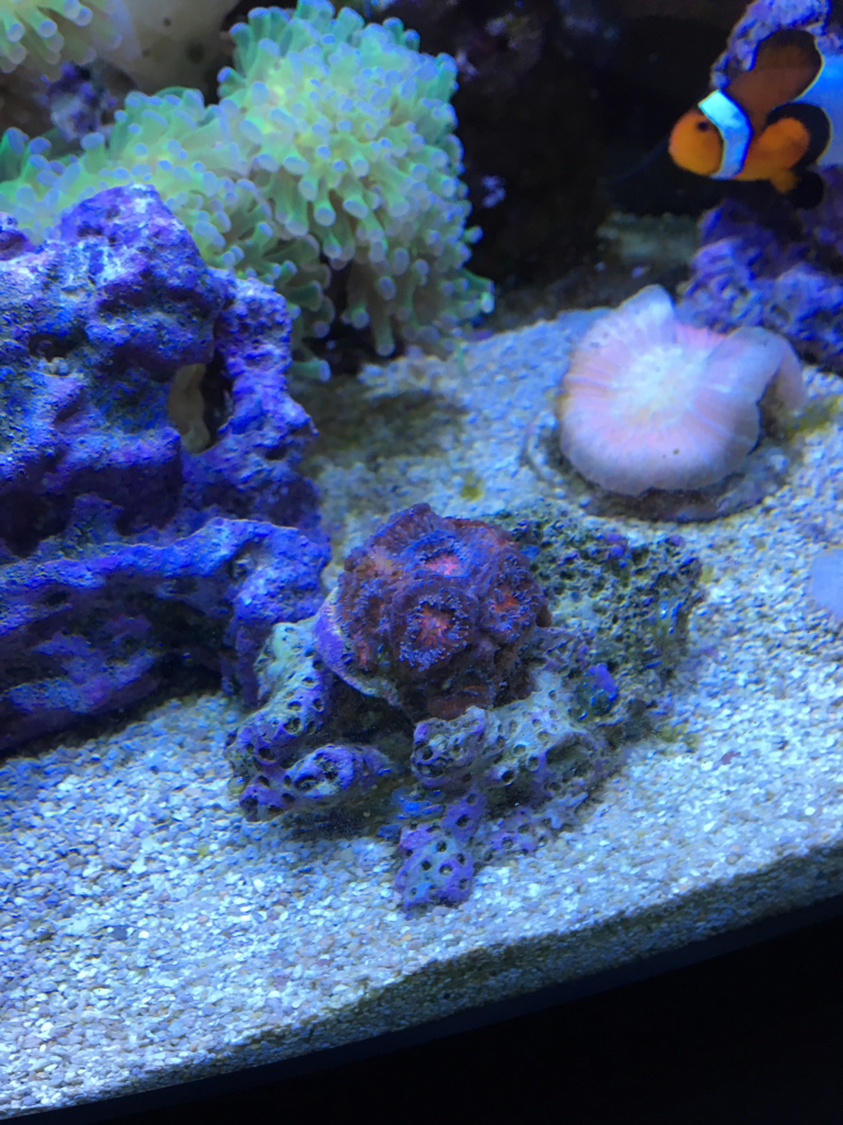 LPS vs Coral banded shrimp | Reef2Reef