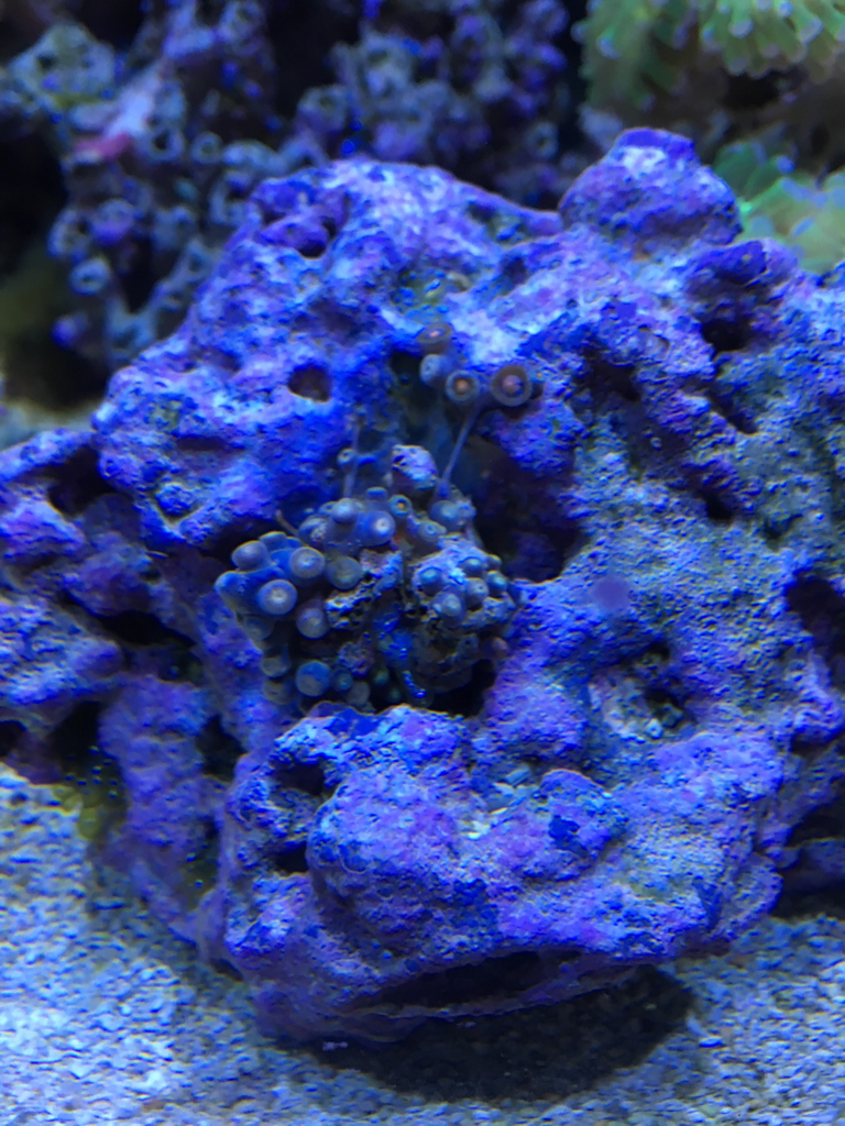 LPS vs Coral banded shrimp | Reef2Reef