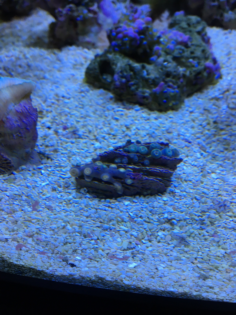 LPS vs Coral banded shrimp | Reef2Reef