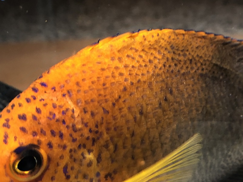 Please help with interruptus angelfish! | Reef2Reef