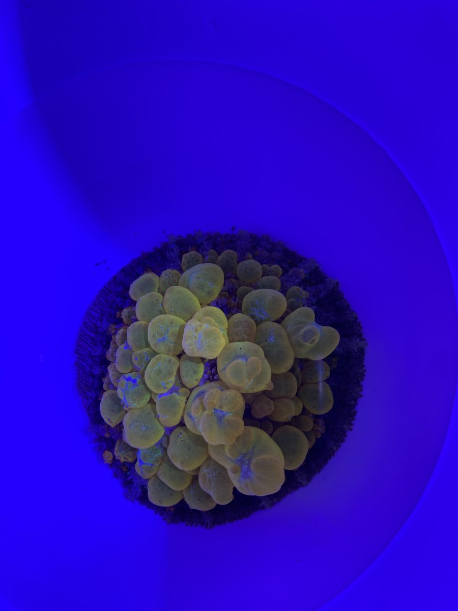 IMG_1466.jpeg