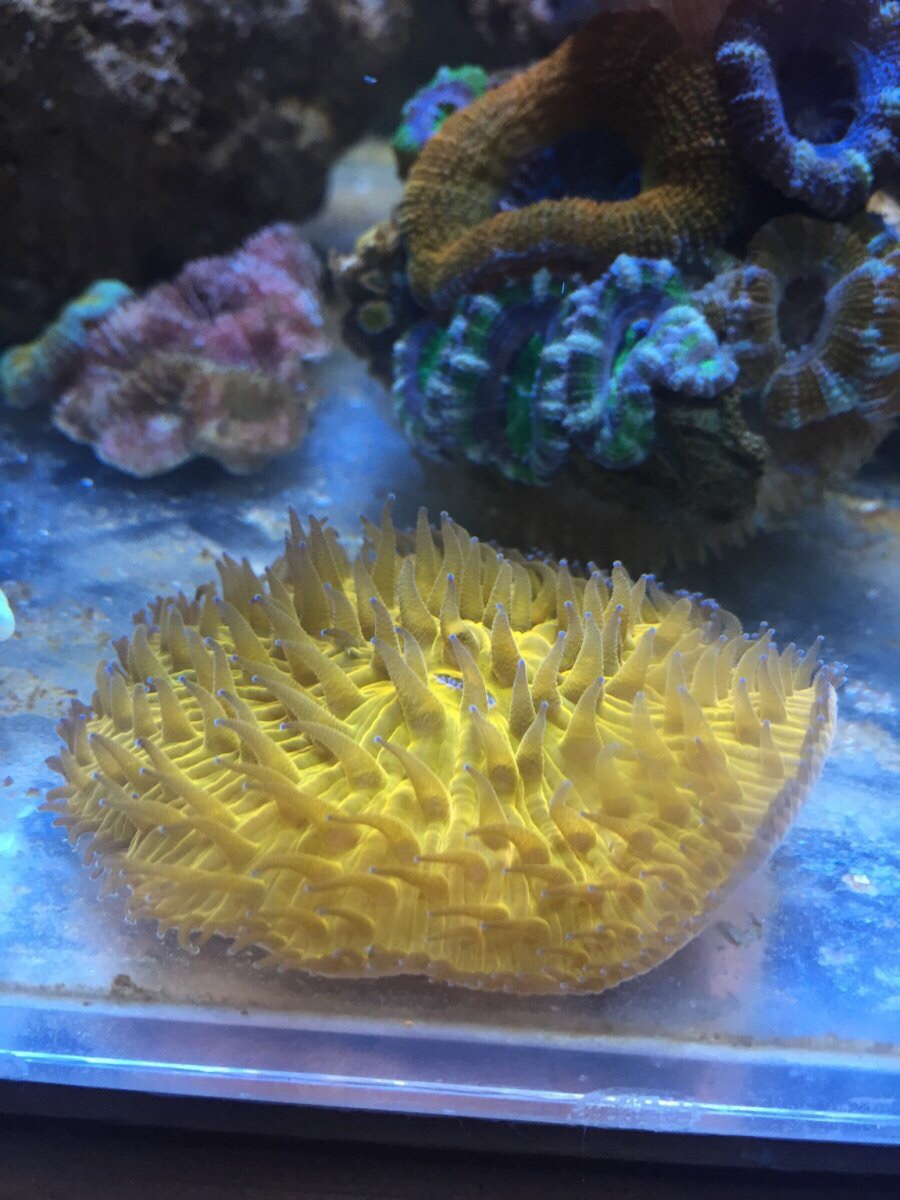 What does your plate coral look like? | REEF2REEF Saltwater and Reef ...