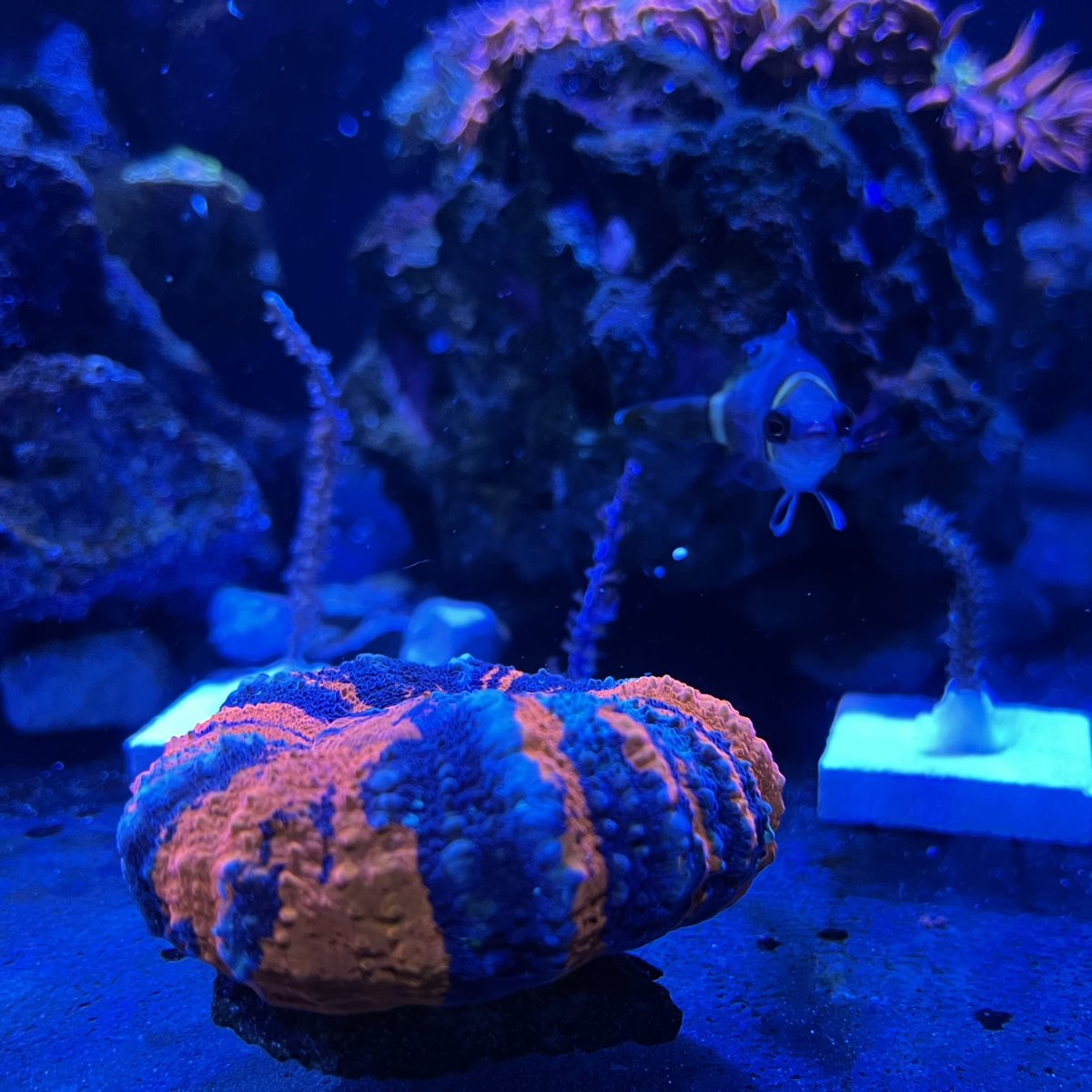 IMG_1490.jpeg