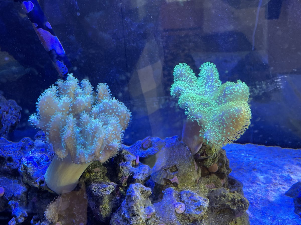 IMG_1517.jpeg