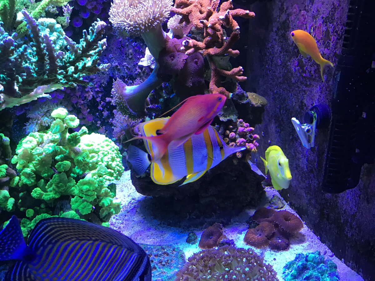 IMG_1520.jpeg