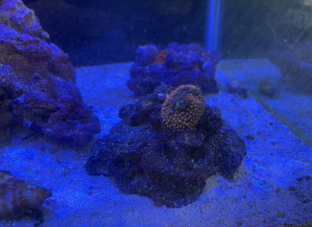 IMG_1521.jpeg