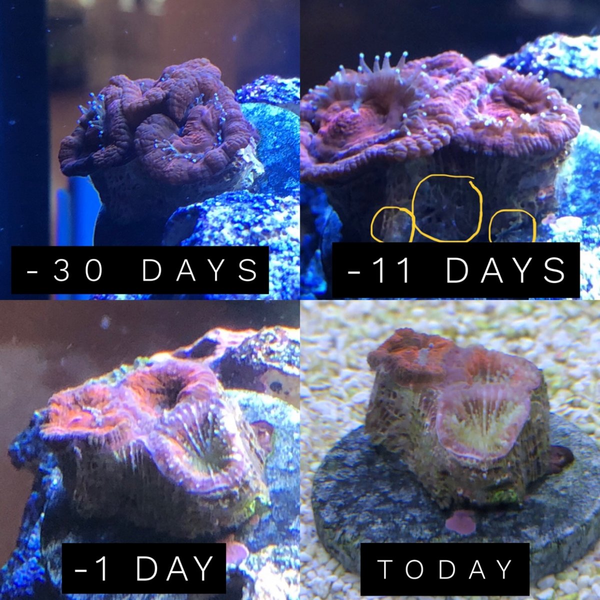 Build Thread - New salty 29g biocube | Page 4 | Reef2Reef