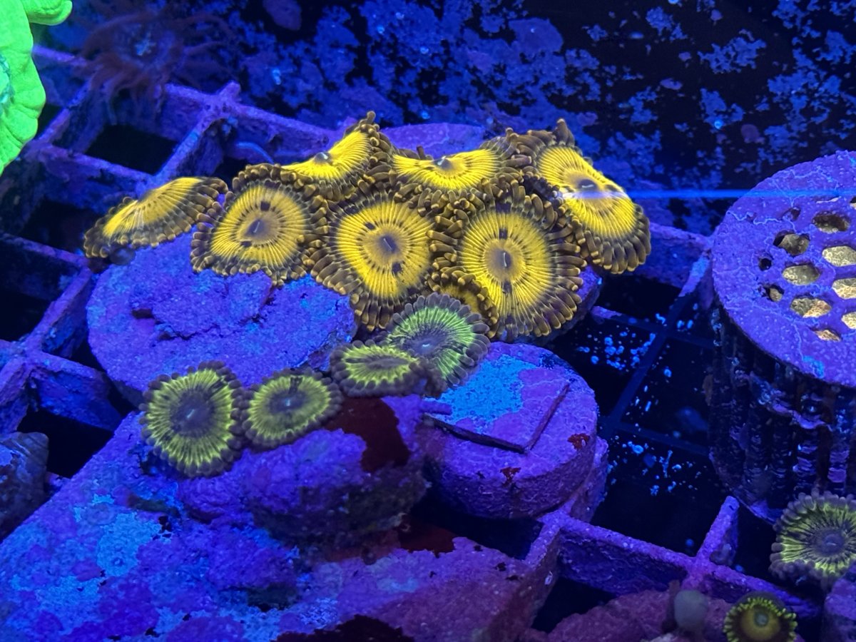 ID? Possibly Gold Mauls | Reef2Reef