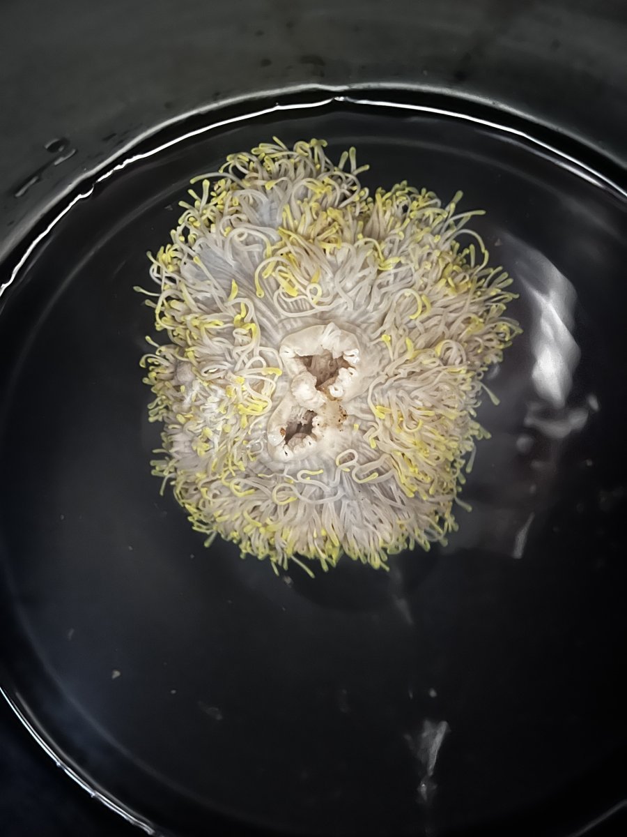 Please share your Ritteri Anemone (Heteractis magnifica) experiences ...