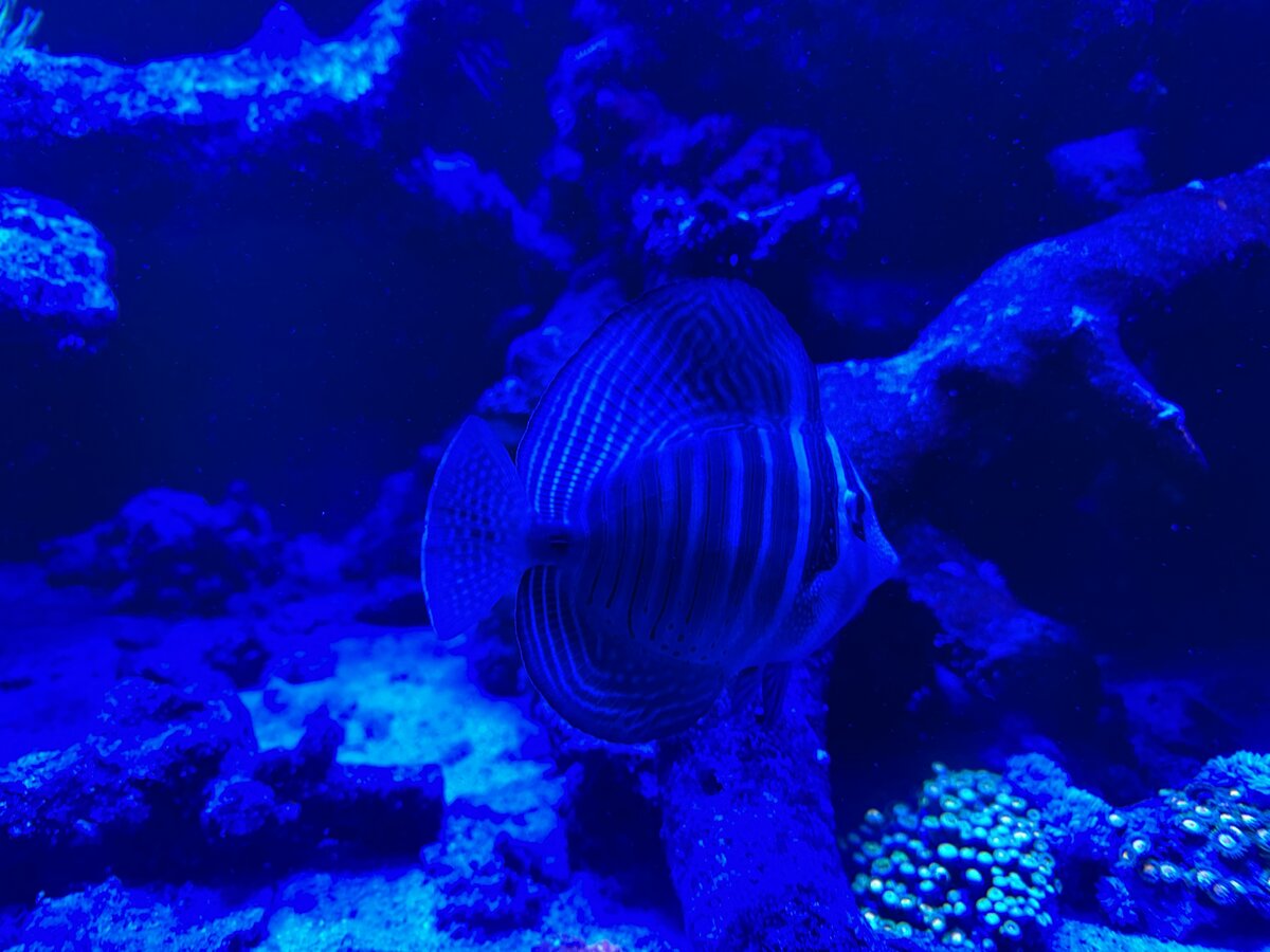 IMG_1528.jpeg