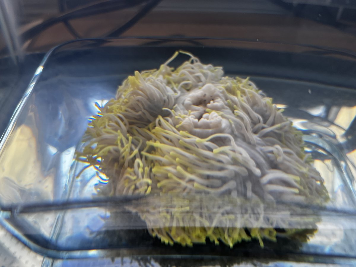 Please share your Ritteri Anemone (Heteractis magnifica) experiences ...