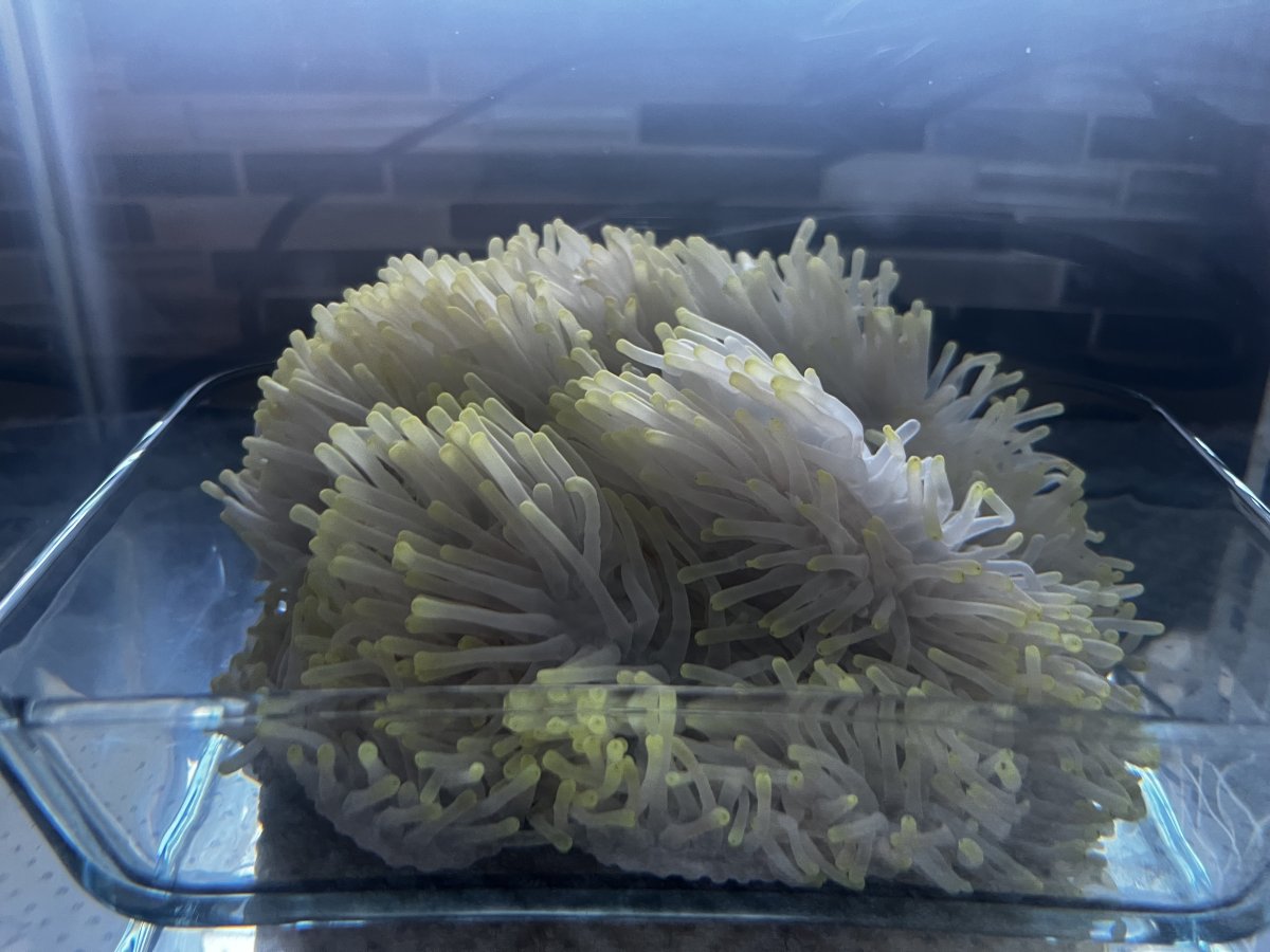 Please share your Ritteri Anemone (Heteractis magnifica) experiences ...