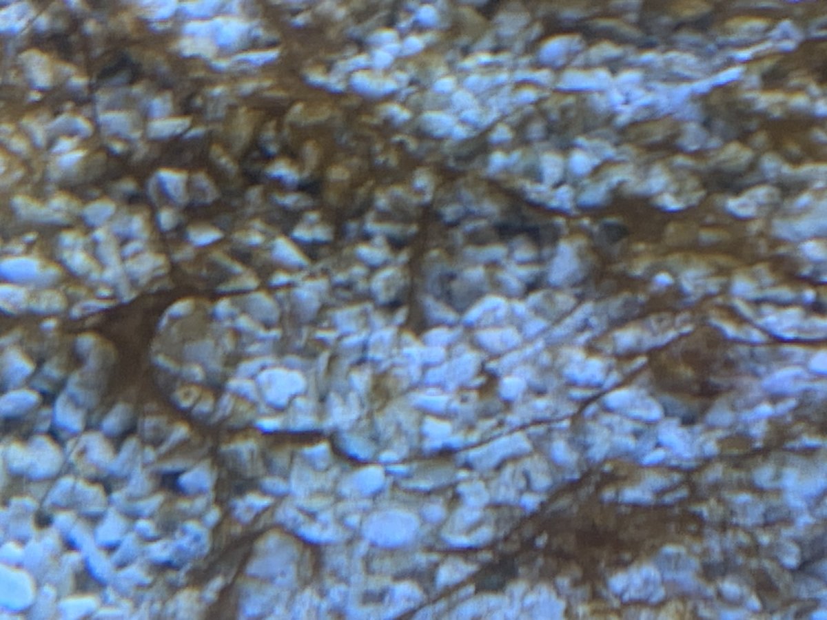 IMG_1535.jpeg