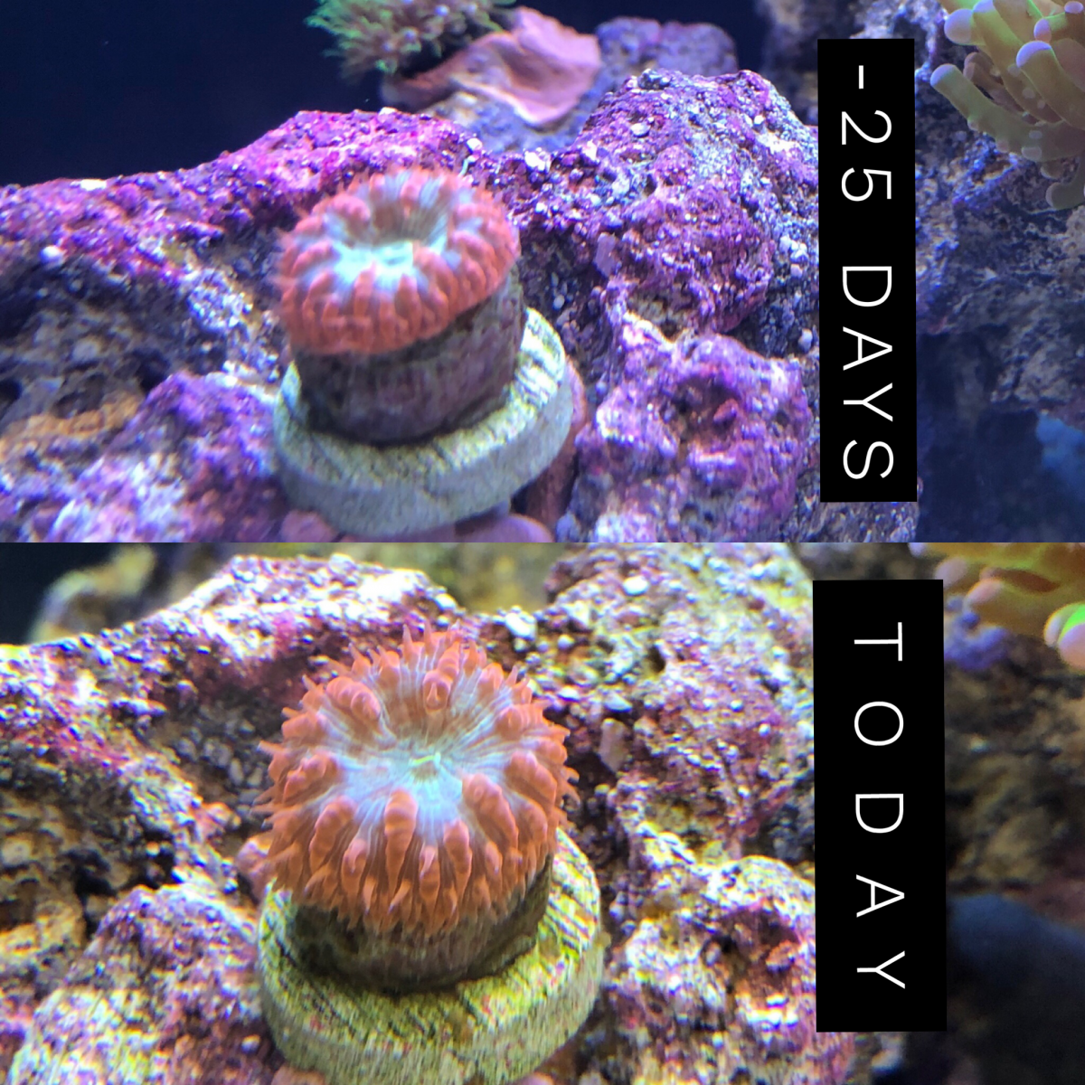 Build Thread - New salty 29g biocube | Page 4 | REEF2REEF Saltwater and ...