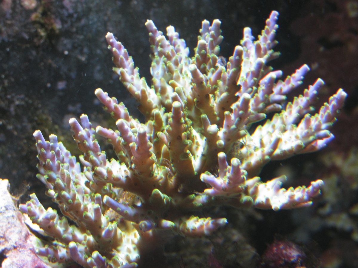 IMG_1575.JPG