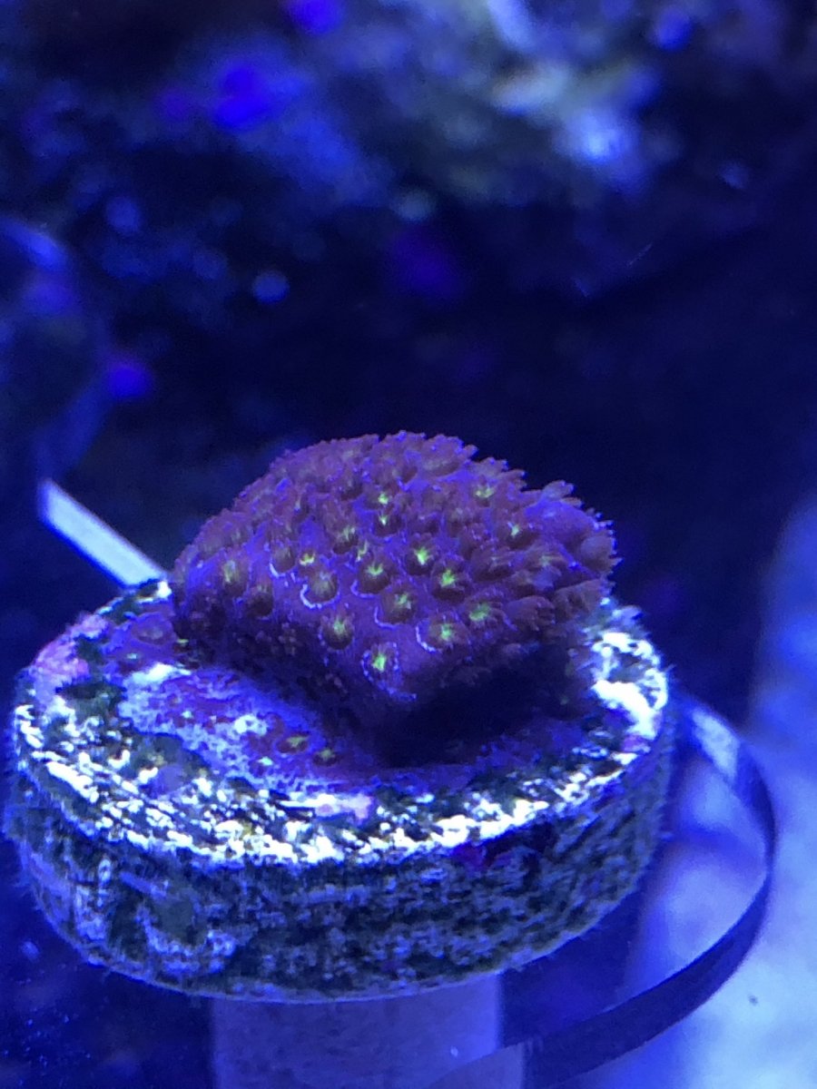 英LP Coral Coral DLTLP006 DELTASONIC /00260 Hybrid Birdnest Coral 'Review' : Lazy's Blue Zing | Reef